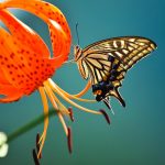 <h1>Flowers</h1>